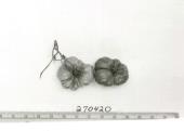 Click for 1 image(s) for this accession. FRUIT